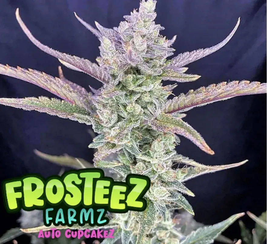Auto Cupcakez Feminised Cannabis Seeds - Frosteez Farmz
