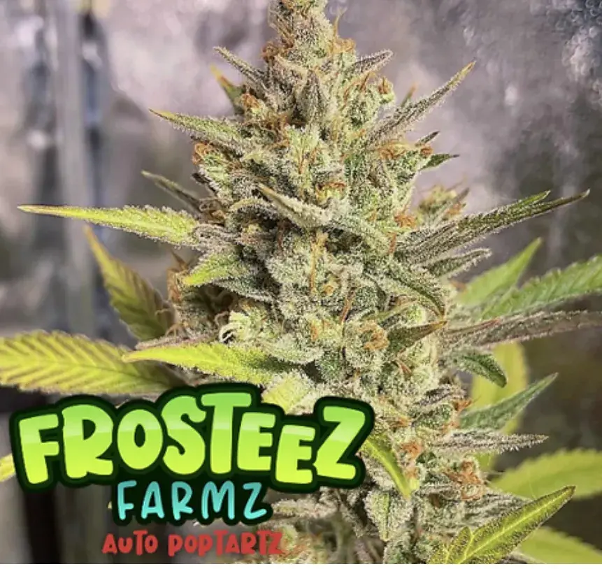 Auto Poptartz Feminised Cannabis Seeds - Frosteez Farmz