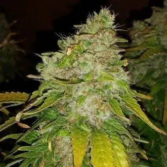 Amnesia Haze Feminised Cannabis Seeds - BSB Genetics
