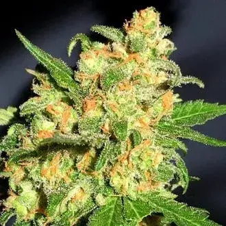 Squirt Feminised Cannabis Seeds - Humboldt Seed Company