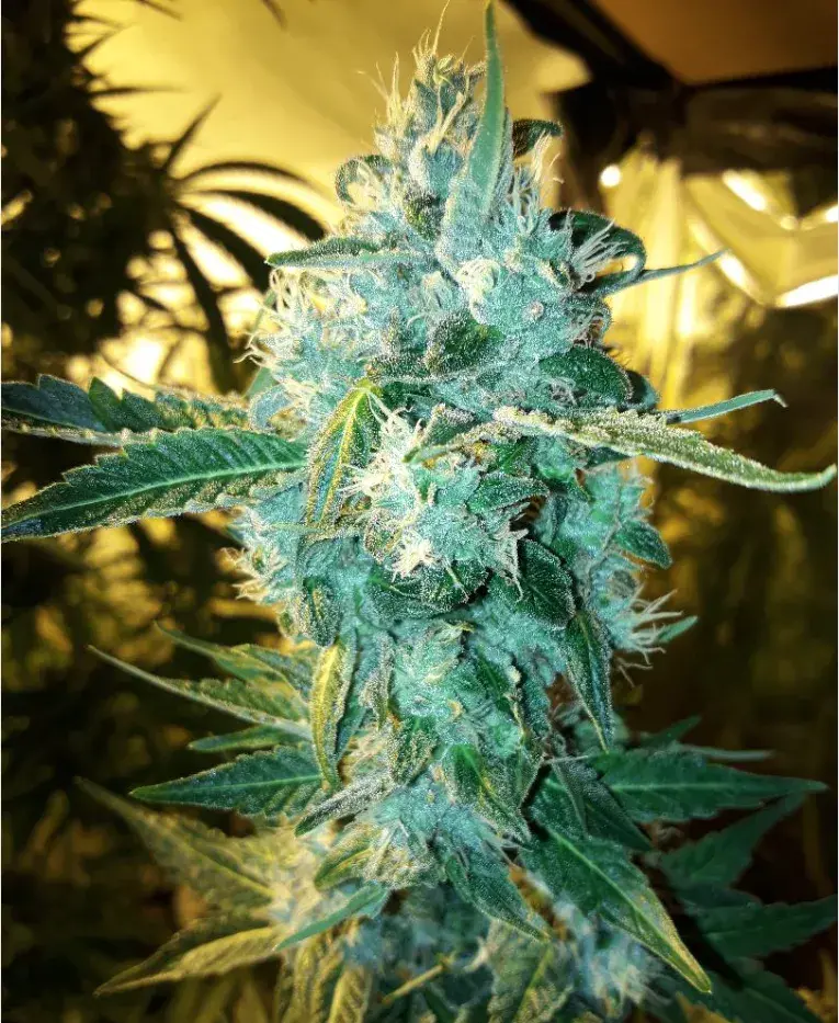 Five Alive Feminised Cannabis Seeds - BSB Genetics