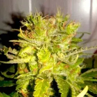 The Bling Feminised Cannabis Seeds - Humboldt Seed Company