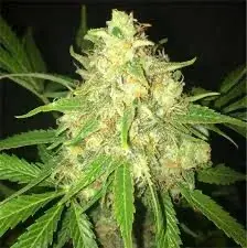 Vanilla Frosting Feminised Cannabis Seeds - Humboldt Seed Company