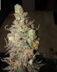 Zkittles Feminised Cannabis Seeds - BSB Genetics