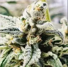 Apricot Papaya Feminised Cannabis Seeds - Humboldt Seed Company