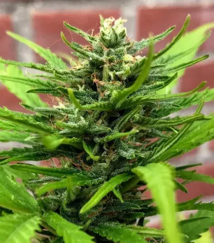Mango Sherbet Feminised Cannabis Seeds - Humboldt Seed Company