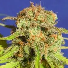 Sunset Sherbet Feminised Cannabis Seeds - BSB Genetics