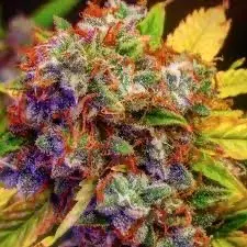 Family Jewels Feminised Cannabis Seeds - Humboldt Seed Company