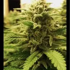 Northern Big Bud Auto