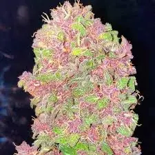 Fortune Cookie Feminised Cannabis Seeds - Humboldt Seed Company