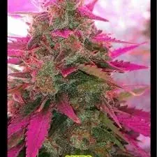 Sour Diesel Feminised Cannabis Seeds - BSB Genetics