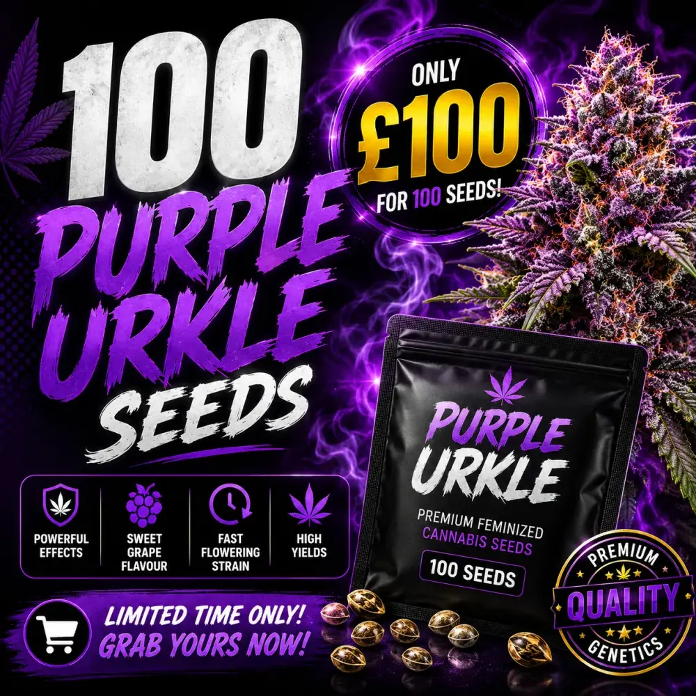 Purple Urkle Feminised Cannabis Seeds | 100 Bulk Seeds
