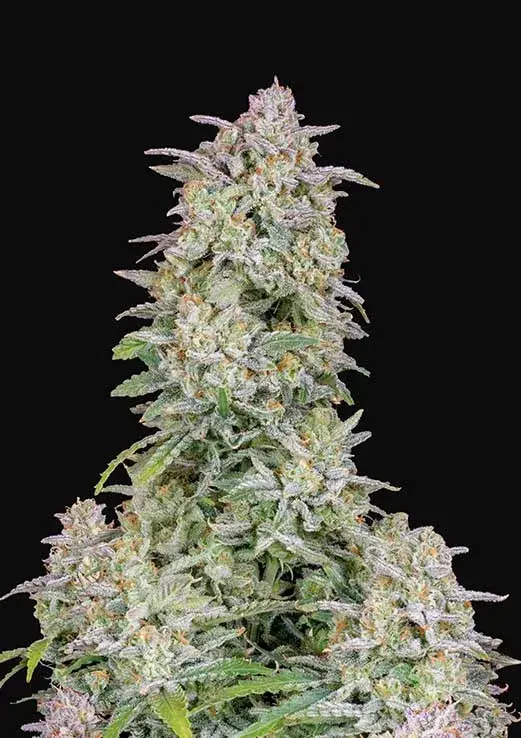 Auto Forbidden Runtz Feminised Cannabis Seeds | Fast Buds	