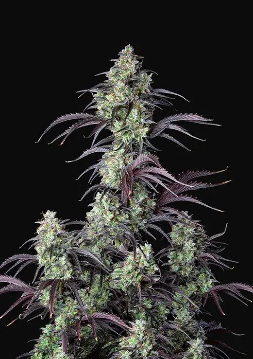 Auto Mimosa Cake Feminised Cannabis Seeds | Fast Buds	