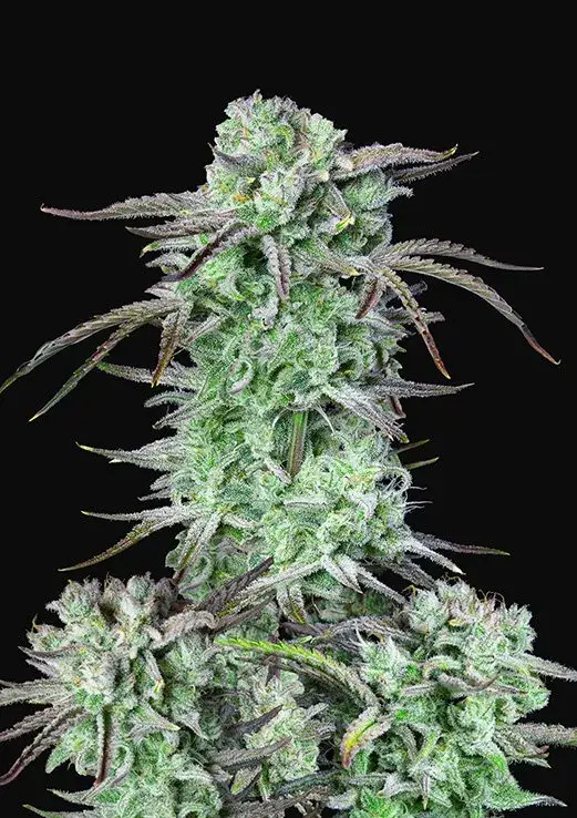 Auto Strawberry Banana