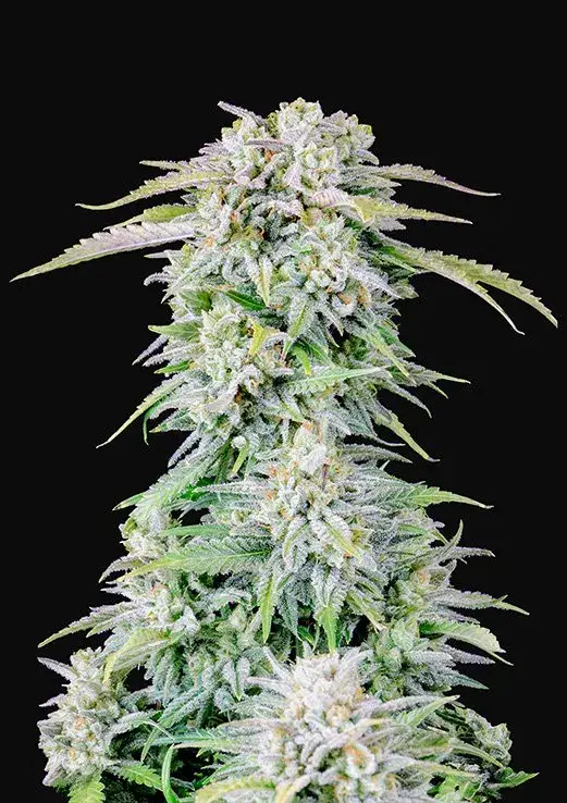 Auto Afghan Kush Feminised cannabis Seeds | Fast Buds Originals.