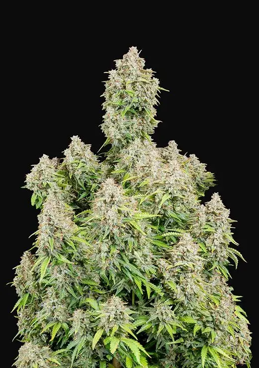 Auto Cinderella Feminised cannabis Seeds | Fast Buds Originals.