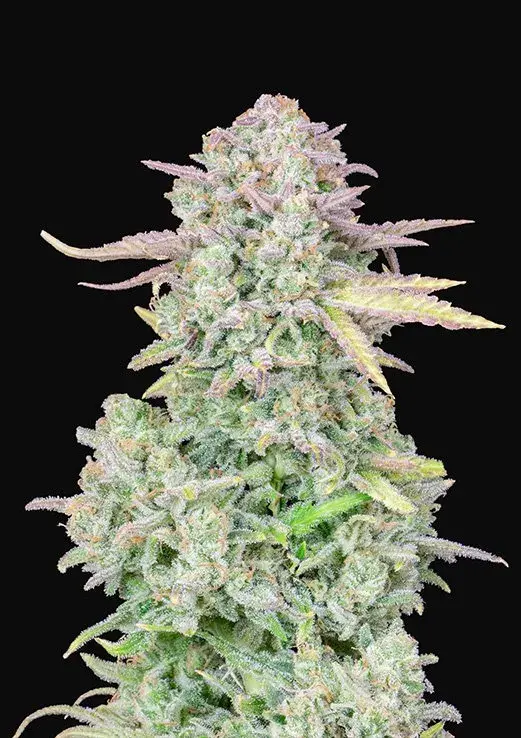Auto Trainwreck Feminised cannabis Seeds | Fast Buds Originals