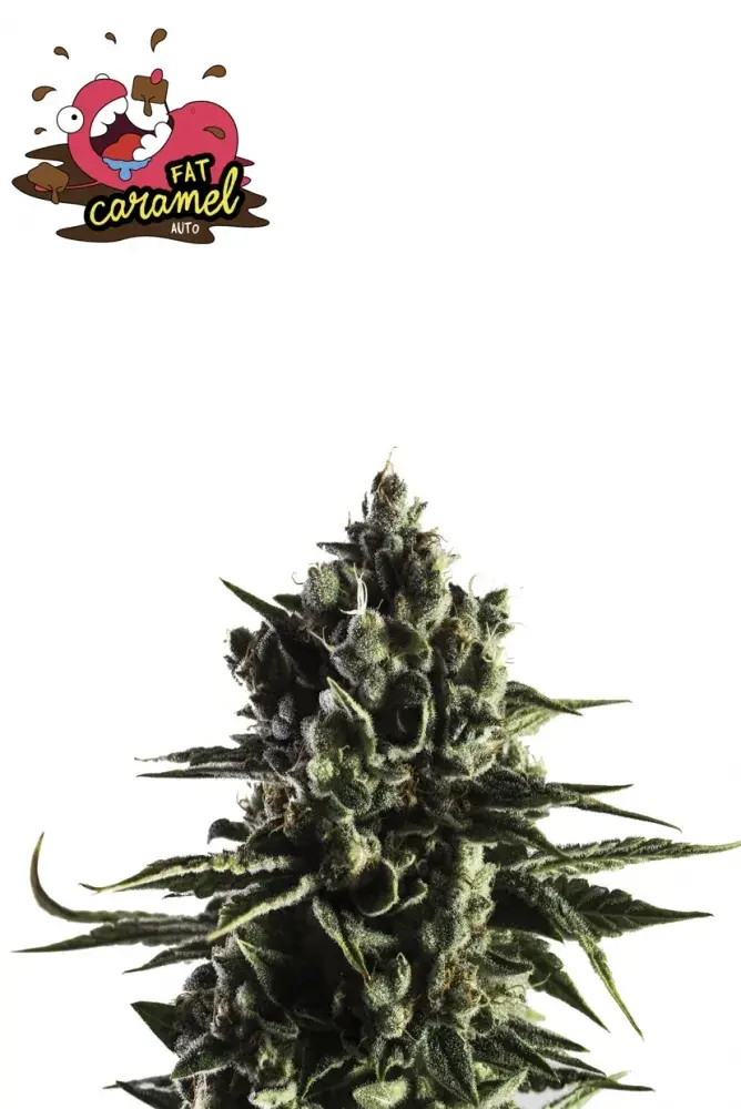 Fat Caramel Auto Feminised Cannabis Seeds - Yieldmonger