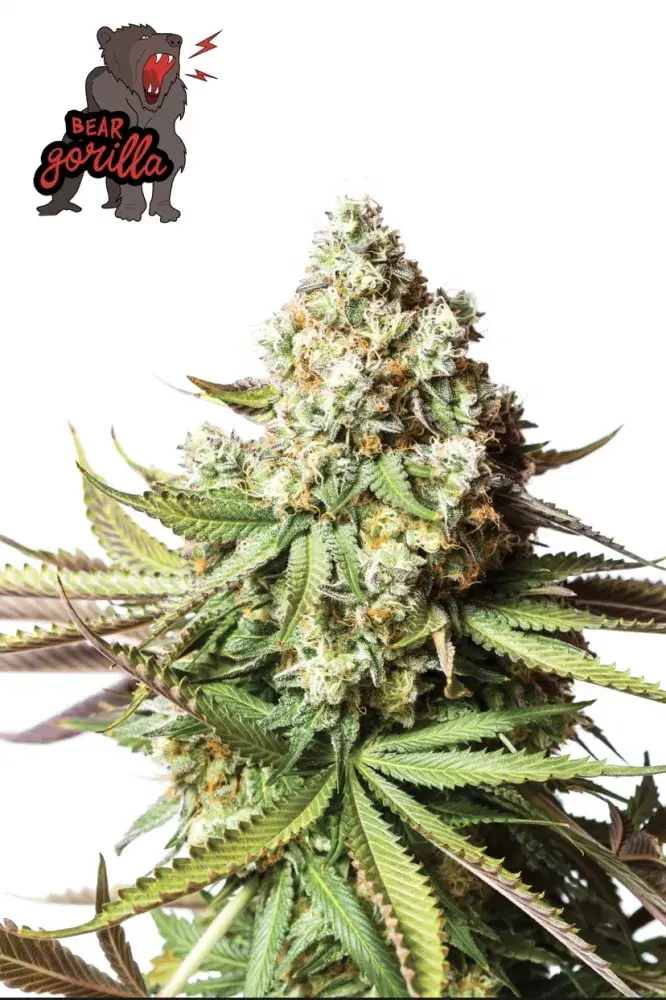 Bear Gorilla Feminised Cannabis Seeds - Yieldmonger