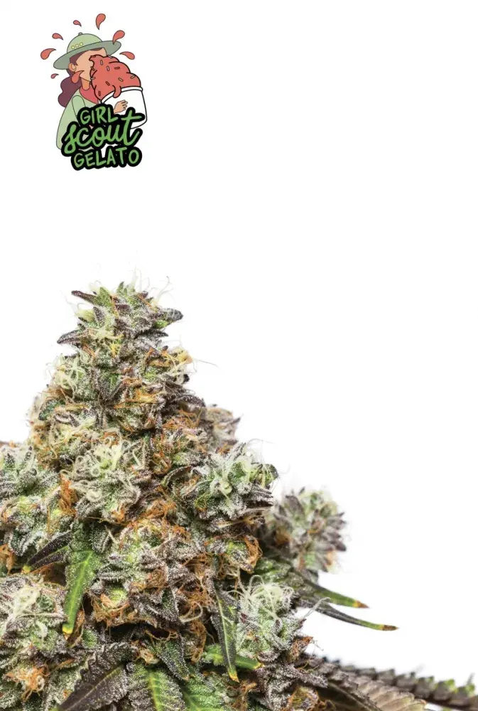 Girl Scout Gelato Feminised Cannabis Seeds - Yieldmonger
