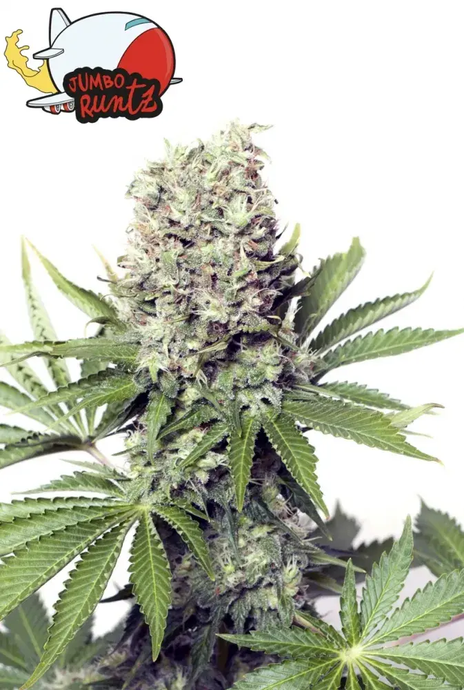 Jumbo Runtz Feminised Cannabis Seeds - Yieldmonger