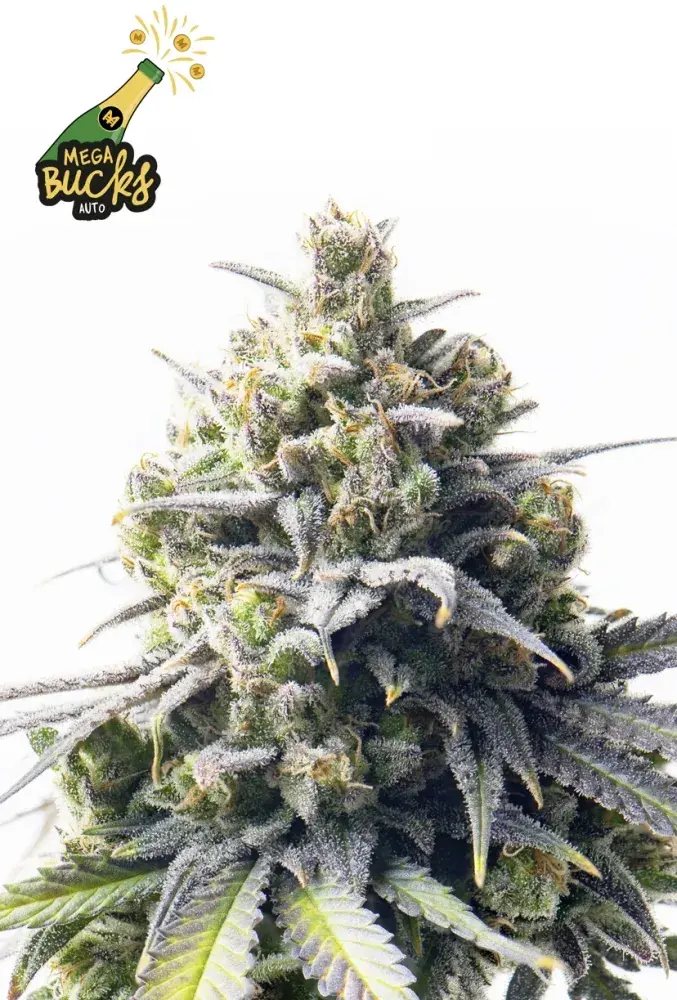 Mega Bucks Auto Feminised Cannabis Seeds - Yieldmonger