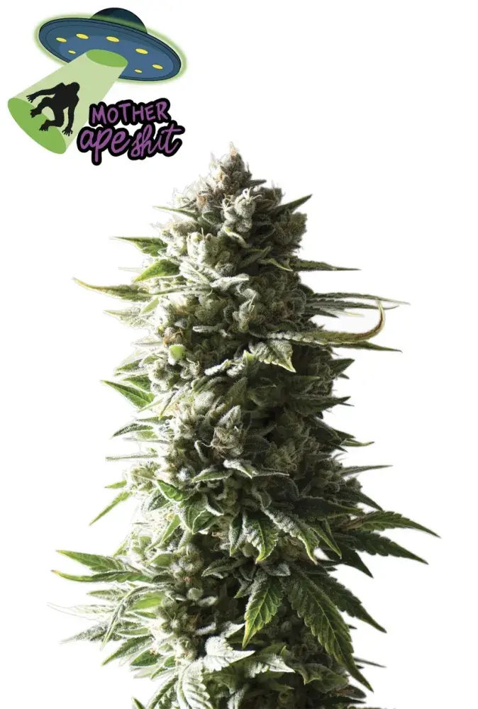 Mother Ape Shit Auto Feminised Cannabis Seeds - Yieldmonger