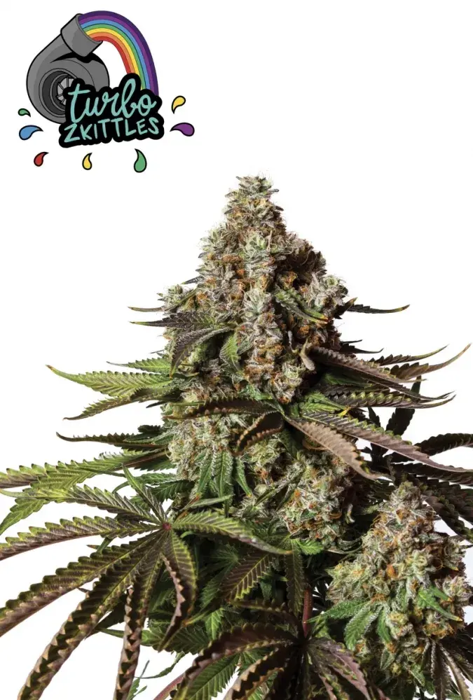Turbo Zkittles Feminised Cannabis Seeds - Yieldmonger