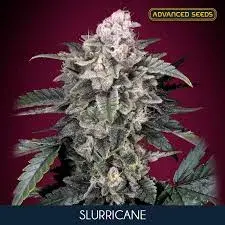 Slurricane Feminised Cannabis Seeds | Advanced Seeds 