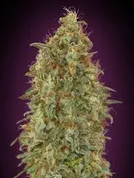 Zkittlez Fast Feminised Cannabis Seeds | Advanced Seeds 