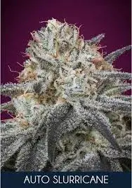 Auto Slurricane Cannabis Seeds | Advanced Seeds 