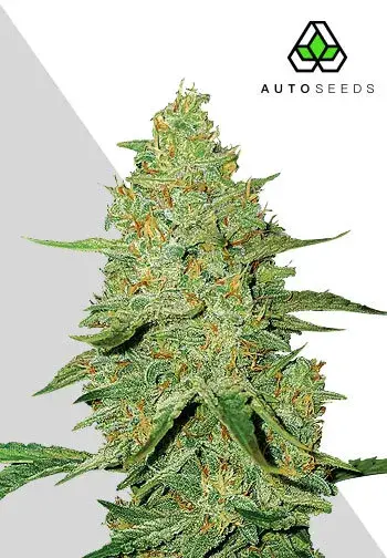 Auto Acapulco Gold Feminised Cannabis Seeds | Auto Seeds 