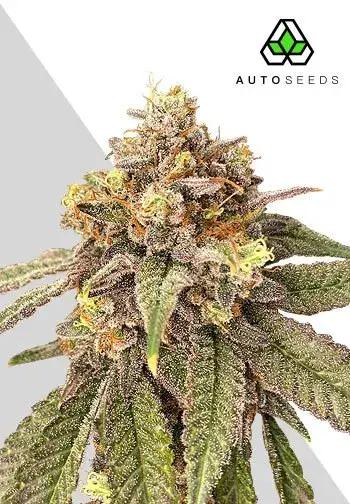Auto Pink Runtz Feminised Cannabis Seeds | Auto Seeds 