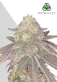 Auto Rainbow Glue Feminised Cannabis Seeds | Auto Seeds 