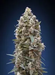Harlequin CBD Feminised Cannabis Seeds | OO Seeds