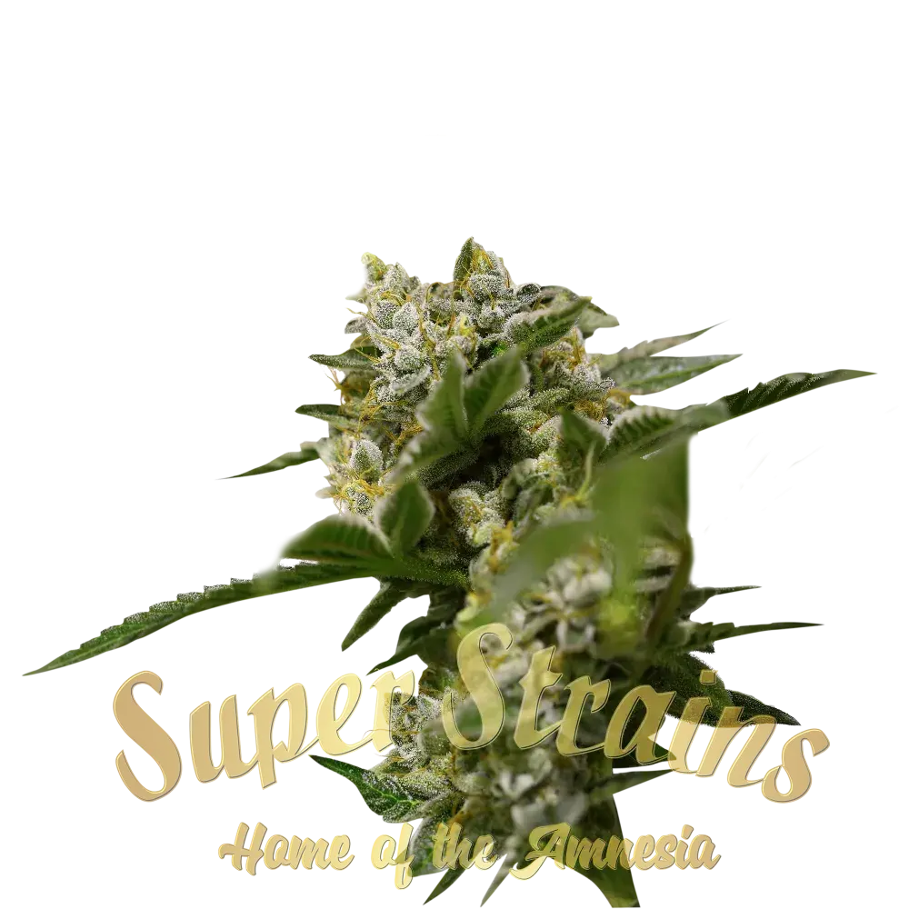  Ibiza Farmers Feminised Cannabis Seeds - Super Strains