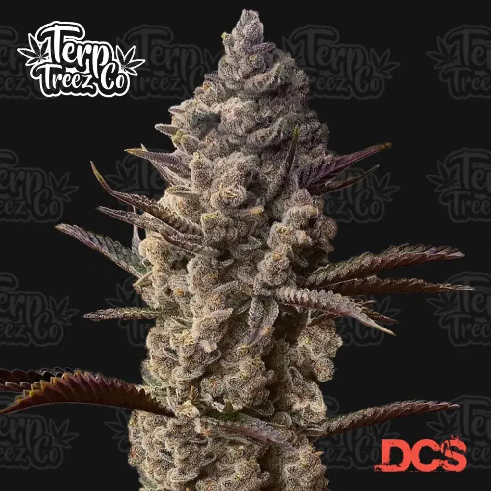 Ice Kreme Cake Feminised Cannabis Seeds - Terp Treez
