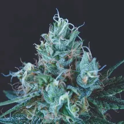 Ice Cream USA Range Feminised Cannabis Seeds | Pyramid Seeds USA Range