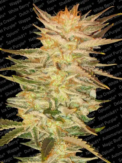Ice Cream Feminised Cannabis Seeds | Paradise Seeds