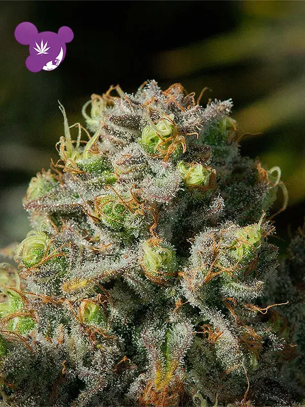 Iceberg Feminised Cannabis Seeds - Anesia Seeds