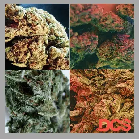 Indoor Mix Feminised Cannabis Seeds | Feminized Seeds
