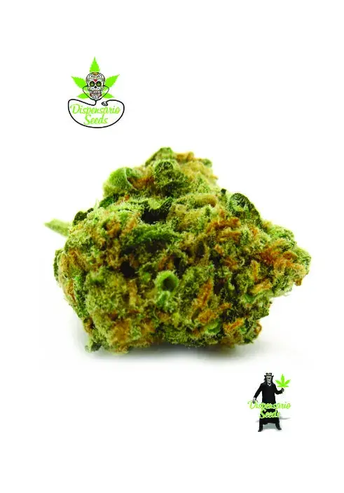Island MK Feminised Cannabis Seeds | Dispensario Seeds