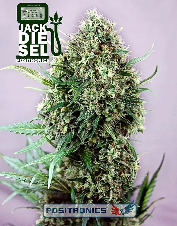 Jack Diesel Feminised Cannabis Seeds | Positronics