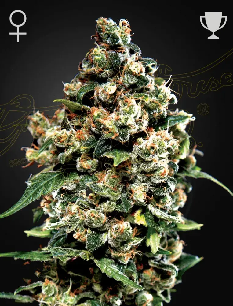 Jack Herer Feminised Cannabis Seeds | Green House Seeds