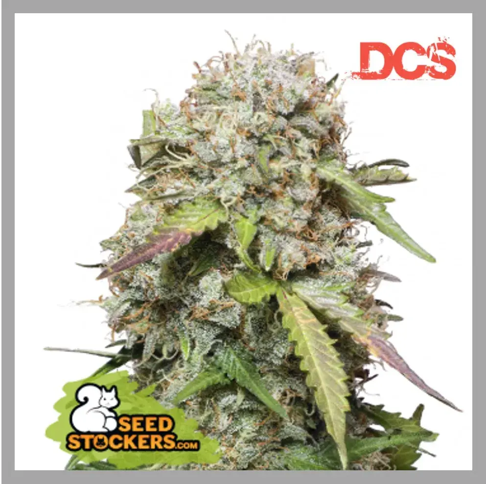 Jack Herer Auto Feminised Seeds | Seed Stockers
