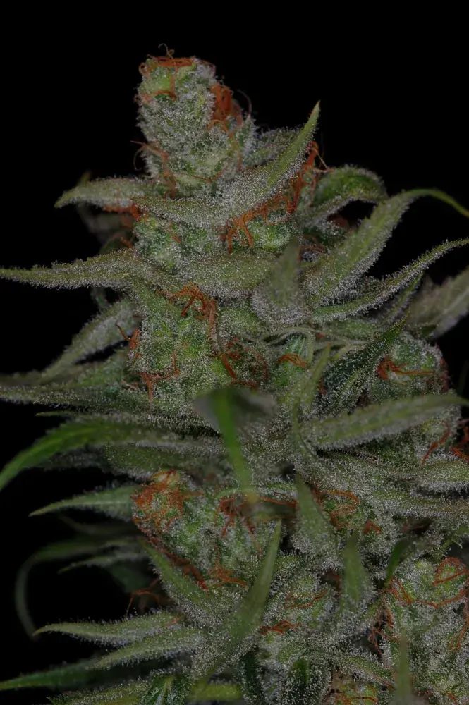 Jack Skellington Regular Cannabis Seeds | TGA Seeds