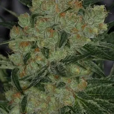 Jack Straw Regular Cannabis Seeds | TGA Seeds