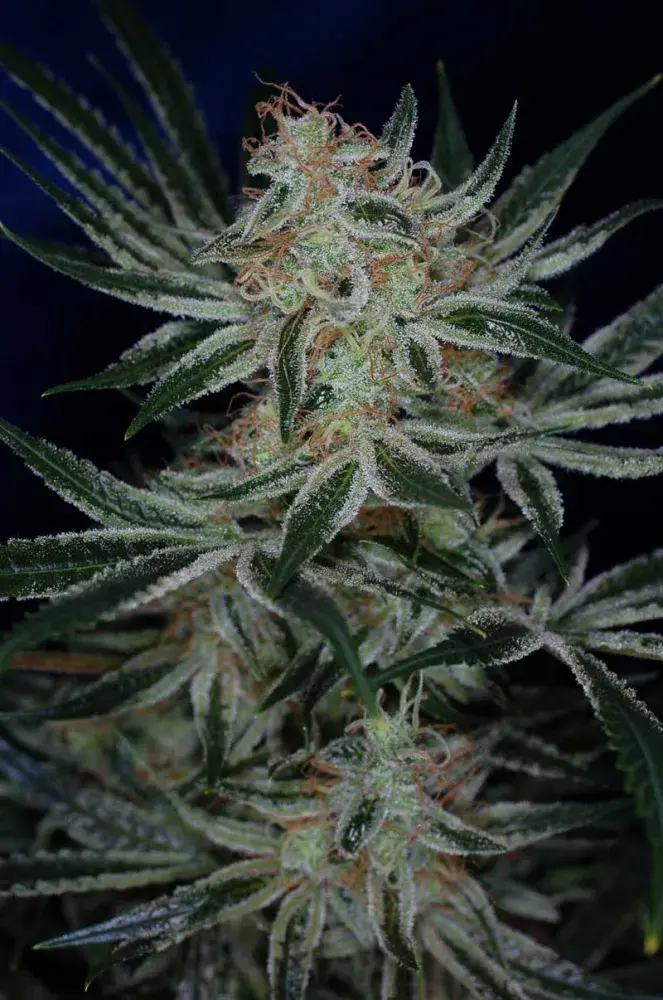 Jack The Ripper Regular Cannabis Seeds | TGA Seeds