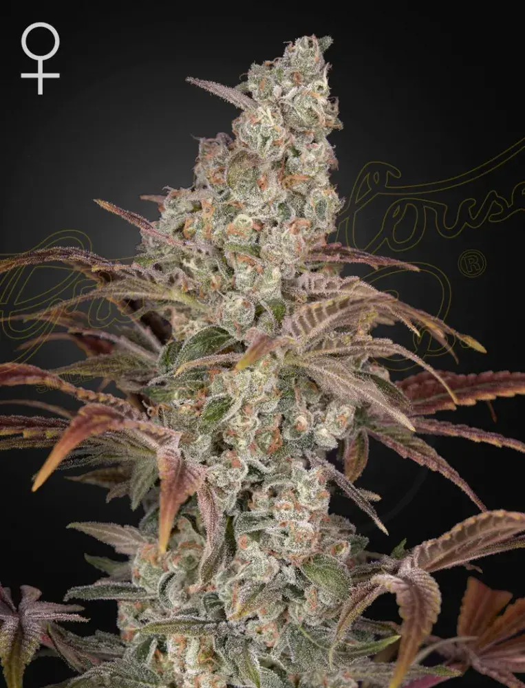 Jack's Dream Feminised Cannabis Seeds | Green House Seeds